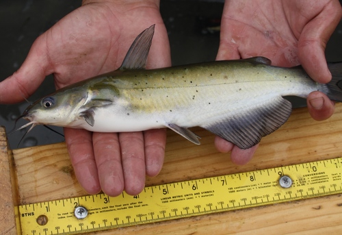 Channel Catfish