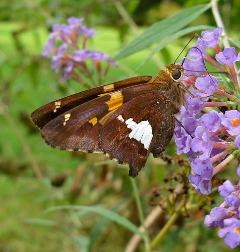 Silver-spotted Skipper