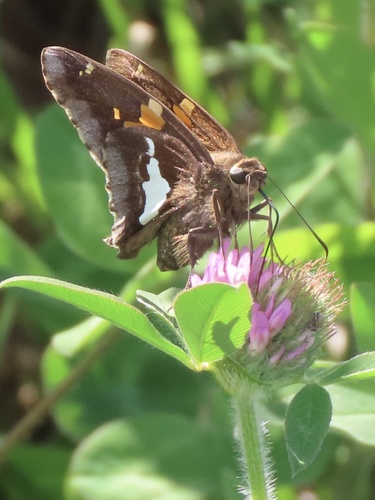 Silver-spotted Skipper