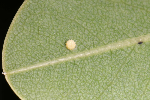 Silver-spotted Skipper