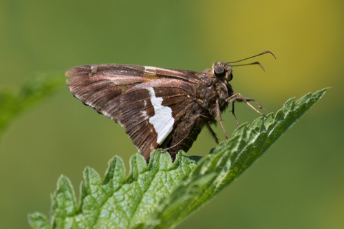 Silver-spotted Skipper