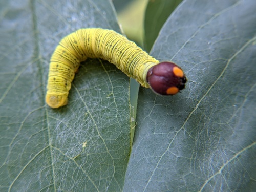 Silver-spotted Skipper