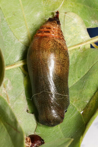 Silver-spotted Skipper