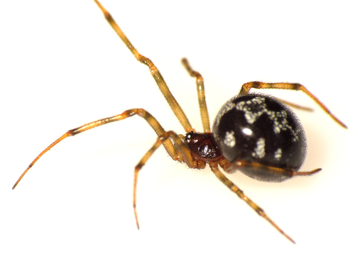 Triangulate Combfoot