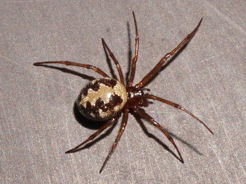 Triangulate Combfoot