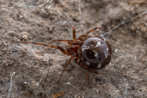 Triangulate Combfoot