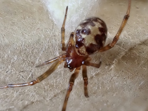 Triangulate Combfoot