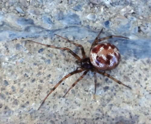 Triangulate Combfoot