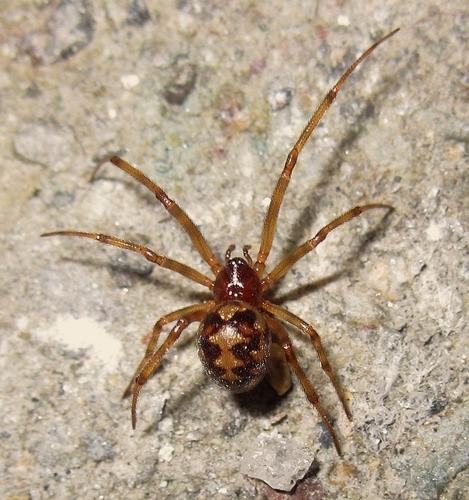 Triangulate Combfoot