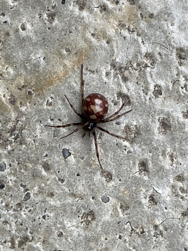 Triangulate Combfoot