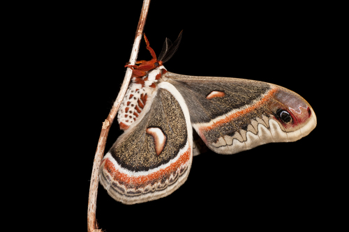 Cecropia Moth