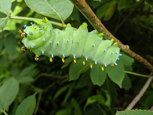 Cecropia Moth