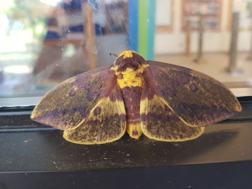 Imperial Moth