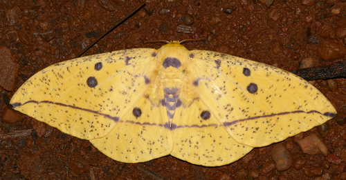 Imperial Moth