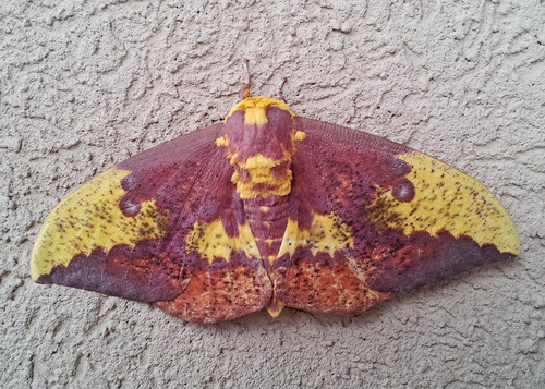 Imperial Moth