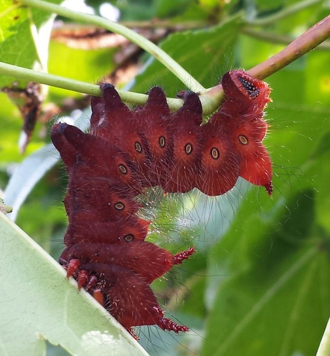 Imperial Moth