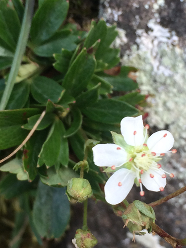 three-toothed cinquefoil