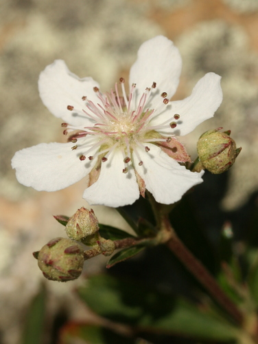 three-toothed cinquefoil