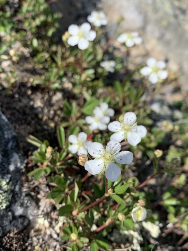 three-toothed cinquefoil