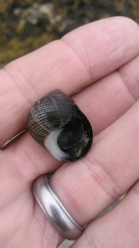 Common Periwinkle
