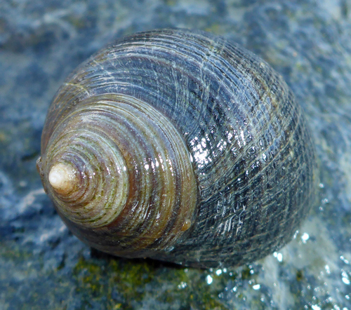 Common Periwinkle