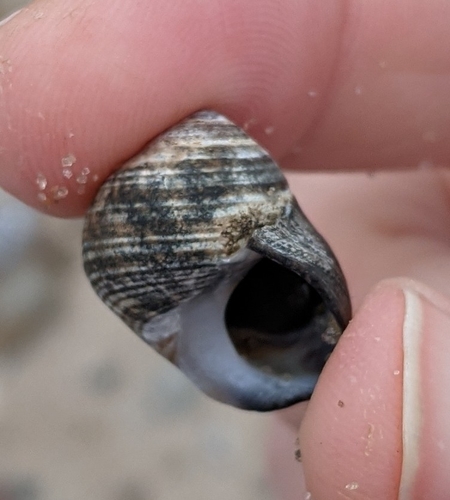 Common Periwinkle