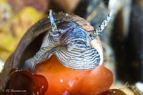Common Periwinkle