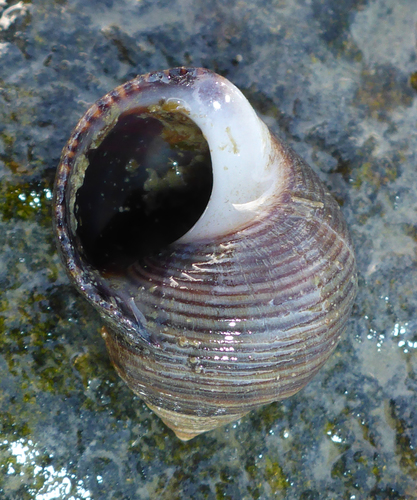 Common Periwinkle