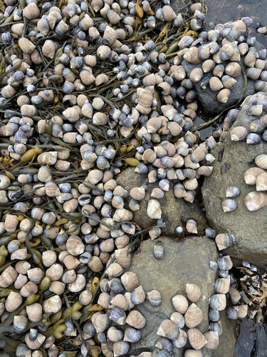 Common Periwinkle