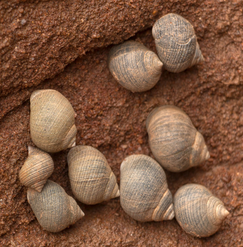 Common Periwinkle