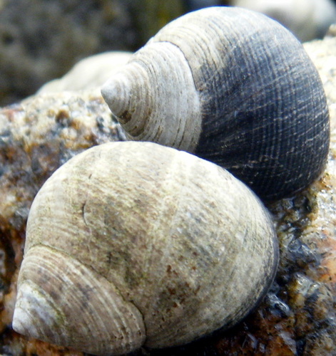 Common Periwinkle