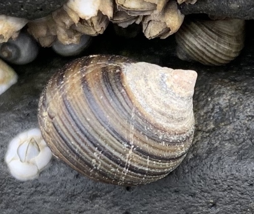 Common Periwinkle