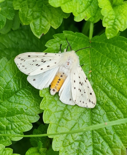 White Ermine