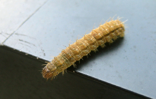 Bristly Cutworm Moth