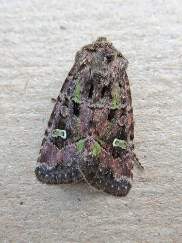 Bristly Cutworm Moth