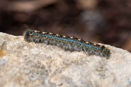 Forest Tent Caterpillar Moth