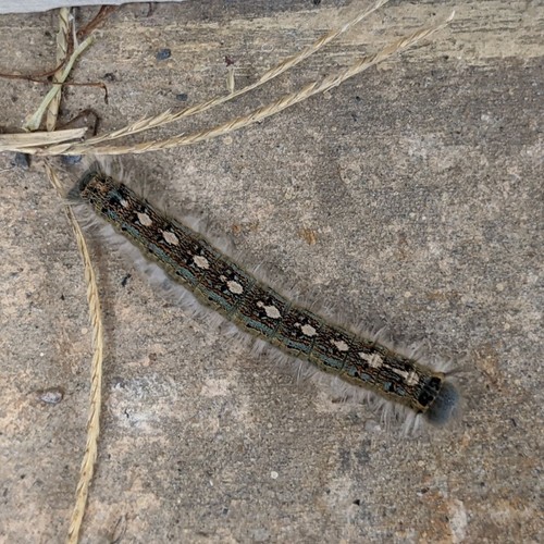 Forest Tent Caterpillar Moth