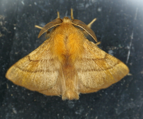 Forest Tent Caterpillar Moth