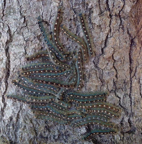 Forest Tent Caterpillar Moth
