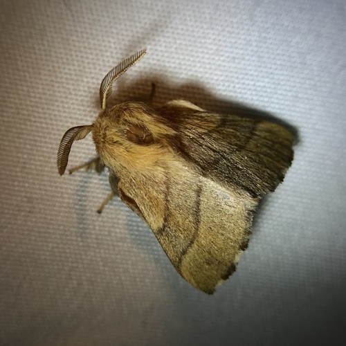 Forest Tent Caterpillar Moth
