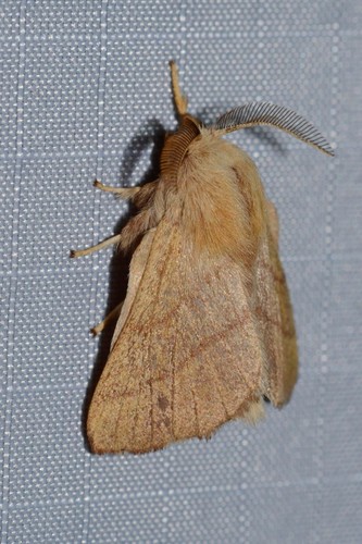 Forest Tent Caterpillar Moth