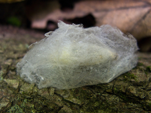 Forest Tent Caterpillar Moth