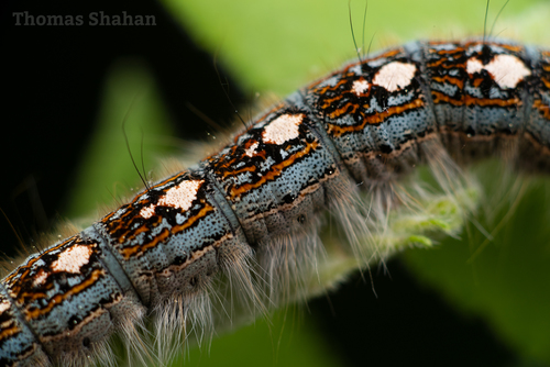 Forest Tent Caterpillar Moth