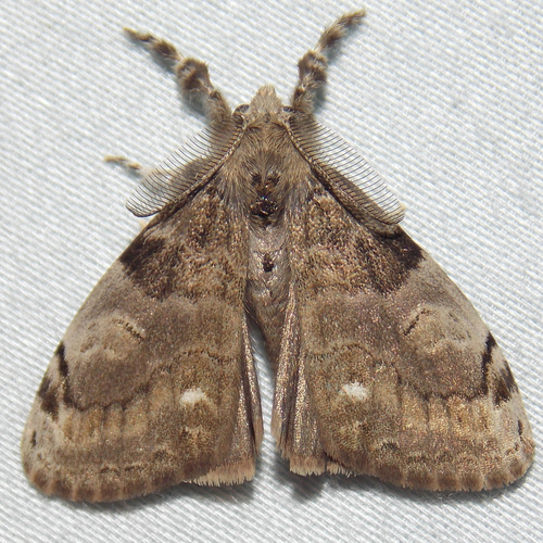 White-marked Tussock Moth