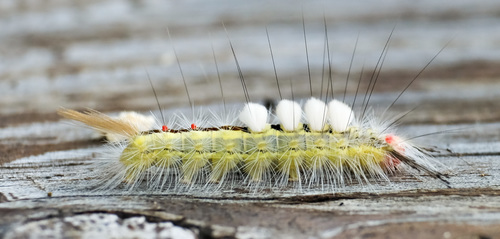White-marked Tussock Moth