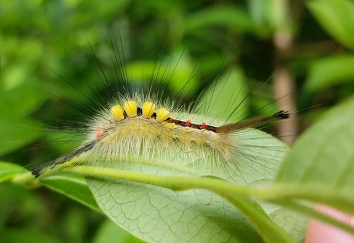 White-marked Tussock Moth