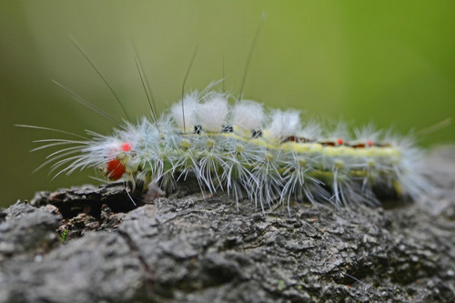 White-marked Tussock Moth