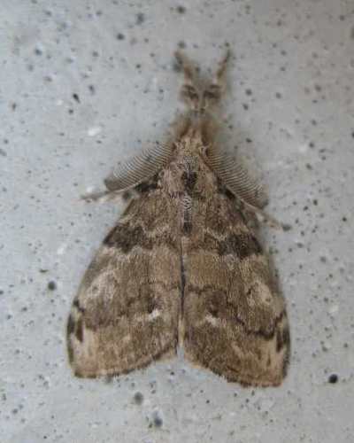 White-marked Tussock Moth