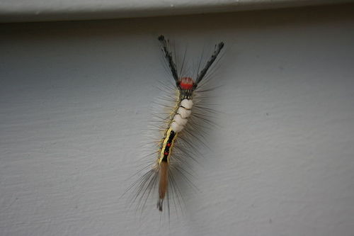 White-marked Tussock Moth