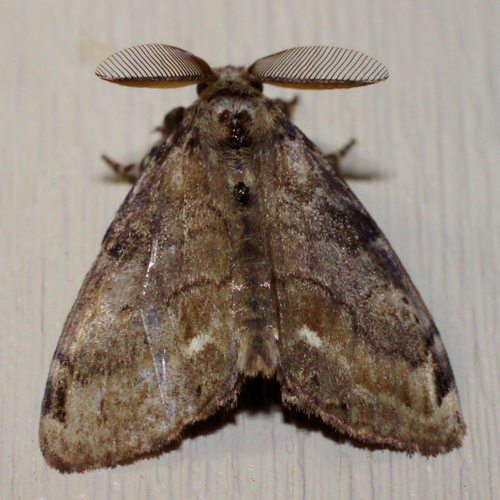 White-marked Tussock Moth